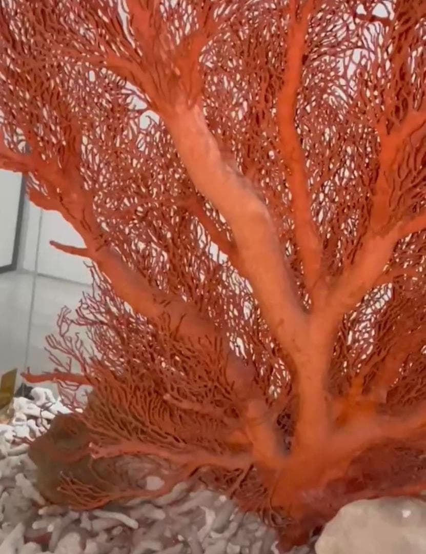 希少　天然 大型枝珊瑚 母岩付 高95cm サンゴ　原木　ルース