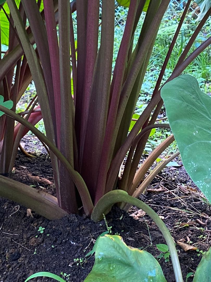 里芋　八頭　こまこま☆　10キロ 富士山麓産