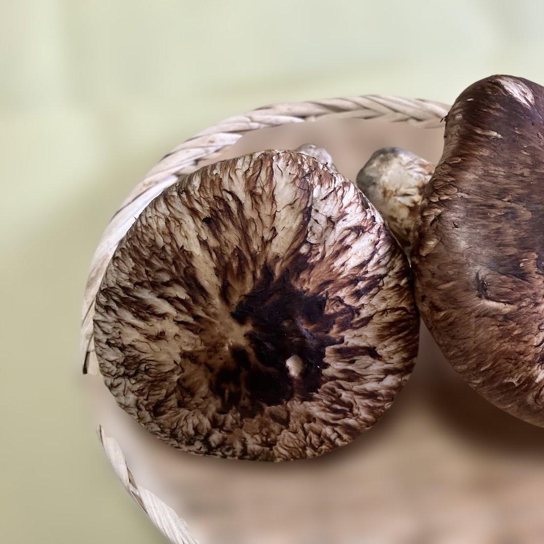 岩手県産松茸　320g