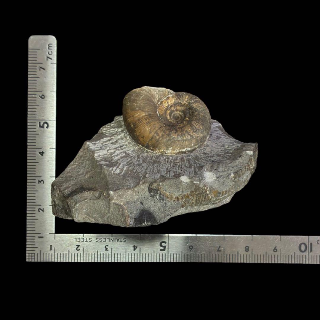 アンモナイト　化石　北海道　夕張