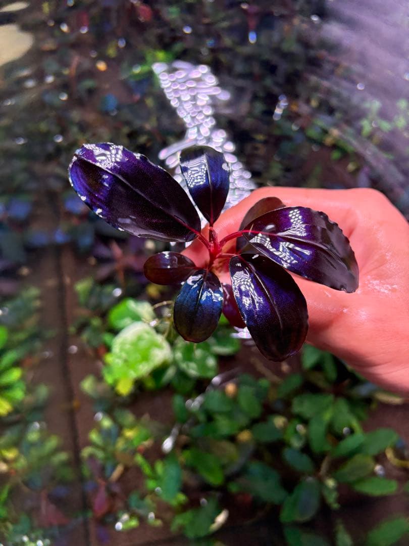 joy(プロフページ ティアブルー　ムーンライト