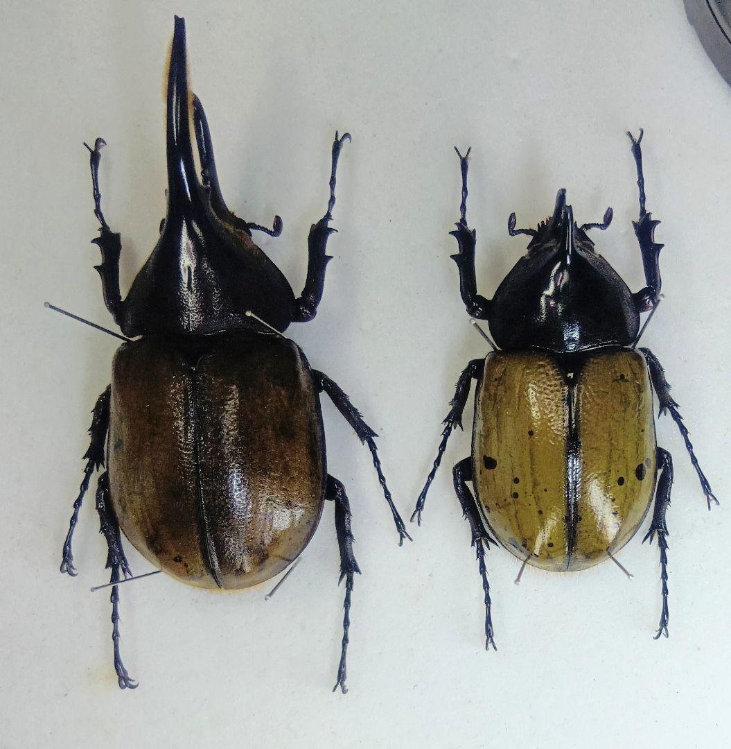 ※TKKWI_HER購入、野外標本2種セット