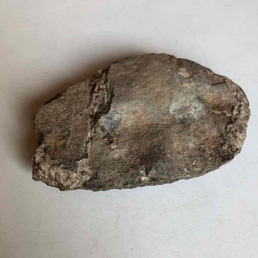 モロッコ産　三葉虫化石　現在輸出禁止です。