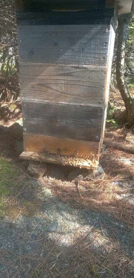 日本蜜蜂　はちみつ600㌘1個　180㌘2個のセット