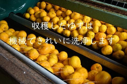 柚のや★送料込★高知県産ゆず酢900ml 6本 熟しぼり★農薬不使用★柚子酢