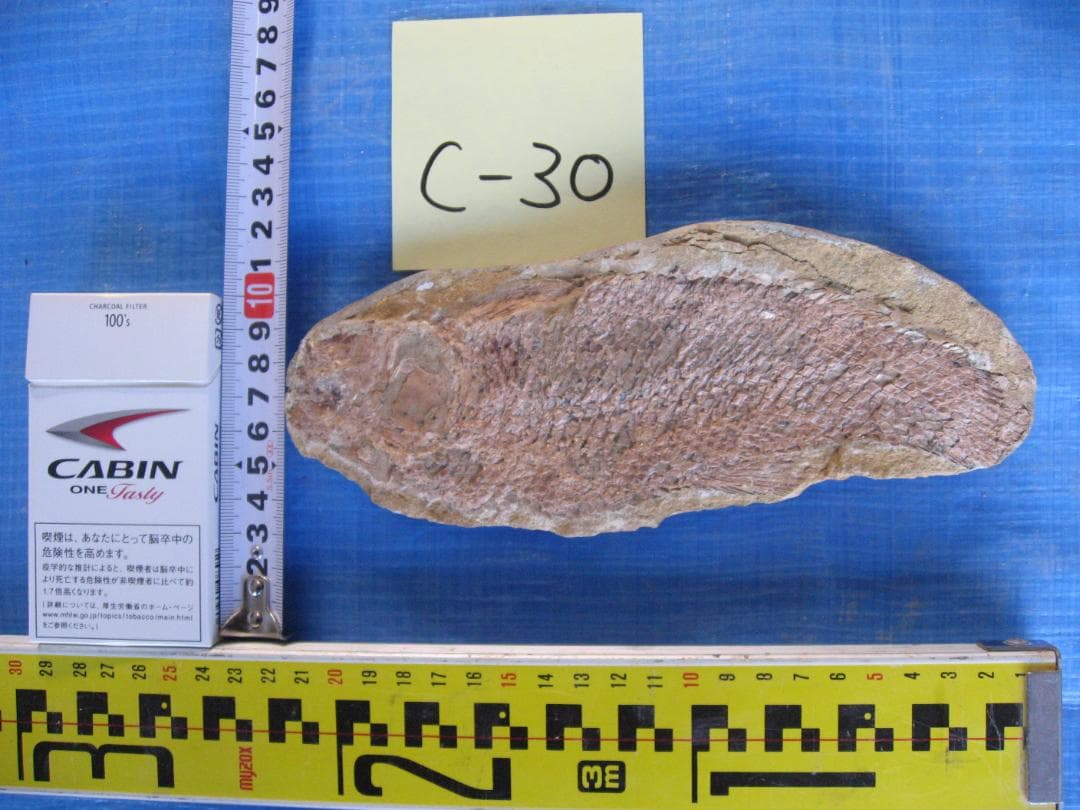 化石　C-40　C-30　C-17