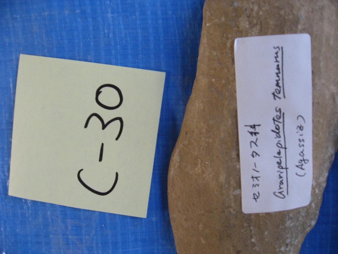 化石　C-40　C-30　C-17