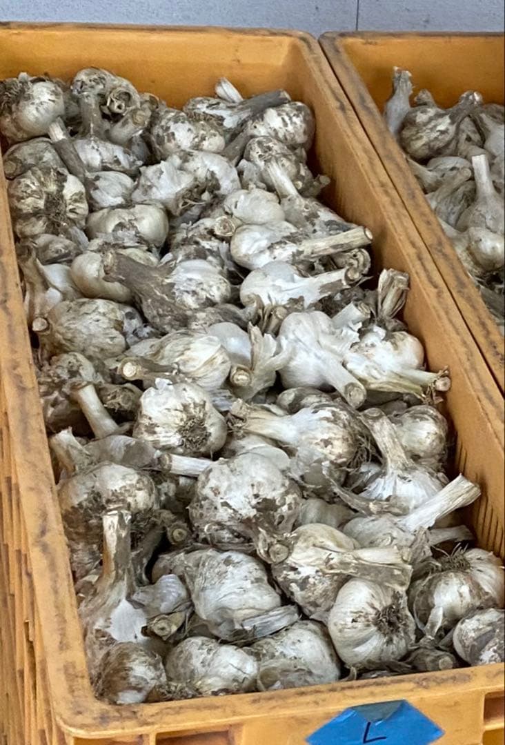 青森県産　乾燥にんにく　中大サイズ　福地ホワイト六片黒にんにく　おすすめ