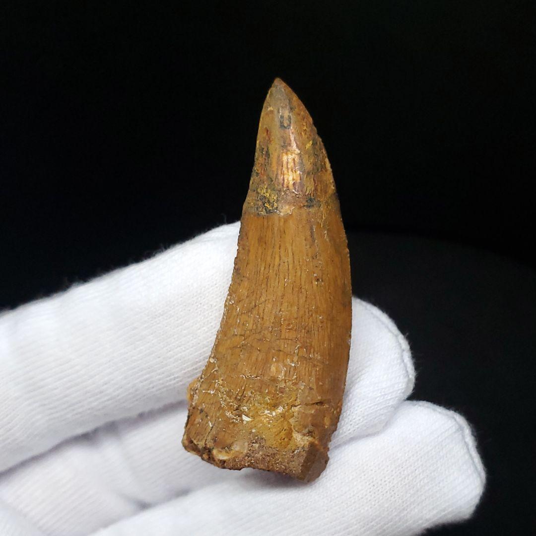 極上 カルカロドントサウルス 歯 化石 本物 モロッコ産45.06mm fca3