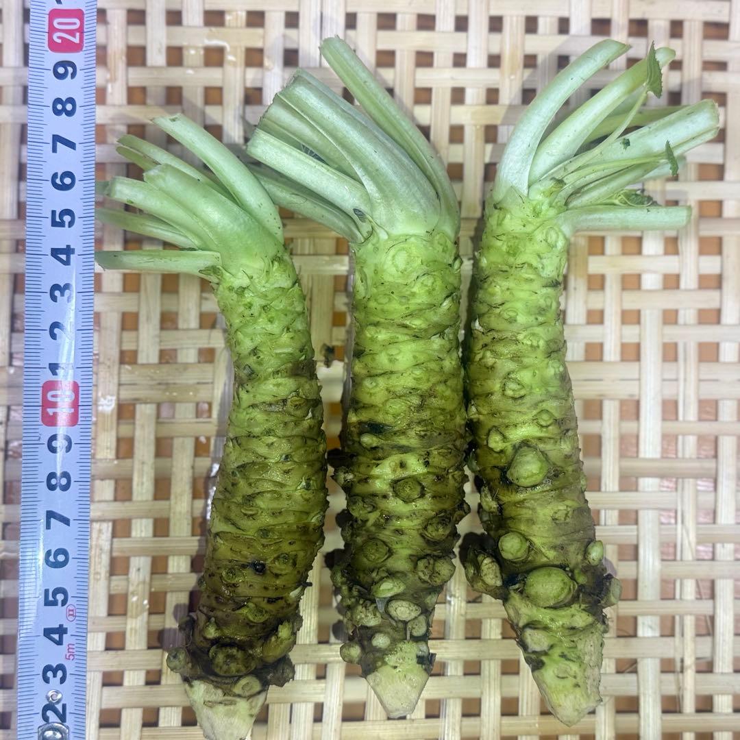 無農薬　安曇野産わさび大10本