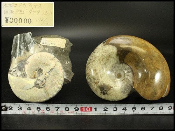 白亜紀 貝 化石 二個 ポポロスカフィテス(ZE492)