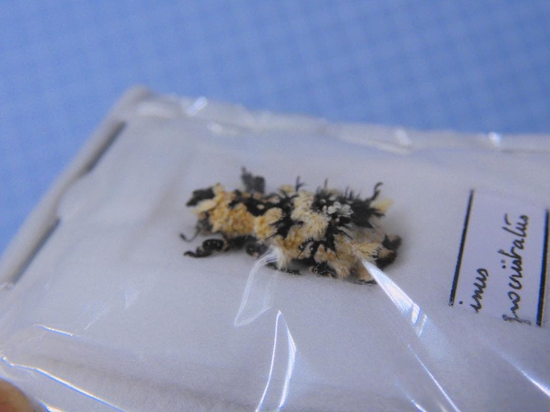 マダガカカル産　珍品ゾウムシ　17mm