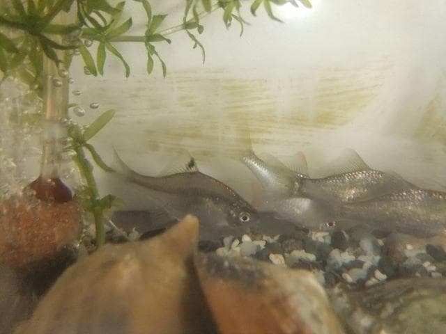 和竿　根付き古竹矢竹　タナゴ竿　118