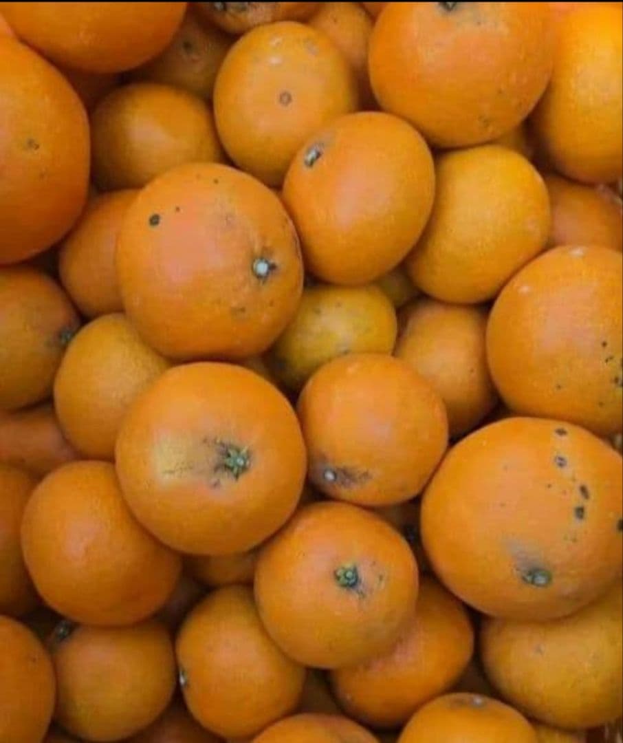 愛媛県産早生みかん小玉