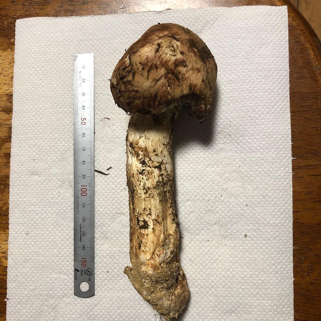 長野県信州産　国産松茸　約130g