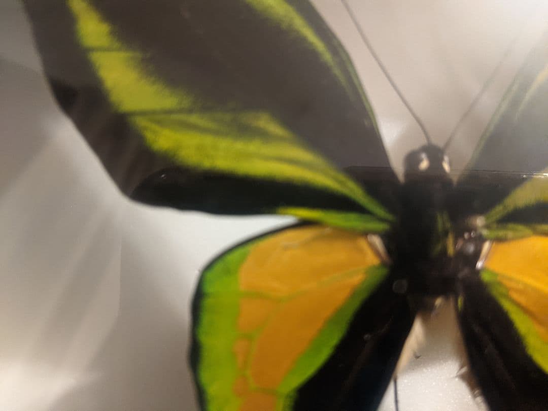 トリバネアゲハ　標本ケース入り