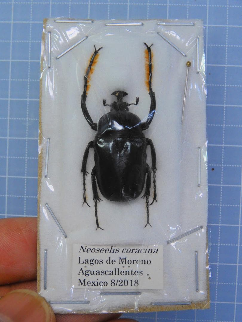 メキシコ産　テナガハナムグリ　25mm