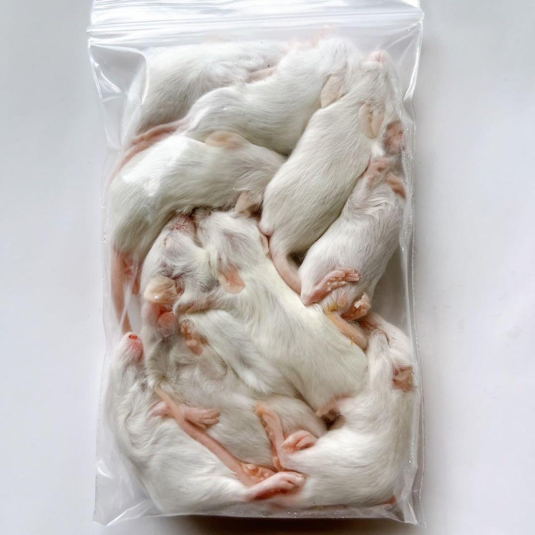 冷凍マウス 複数セット