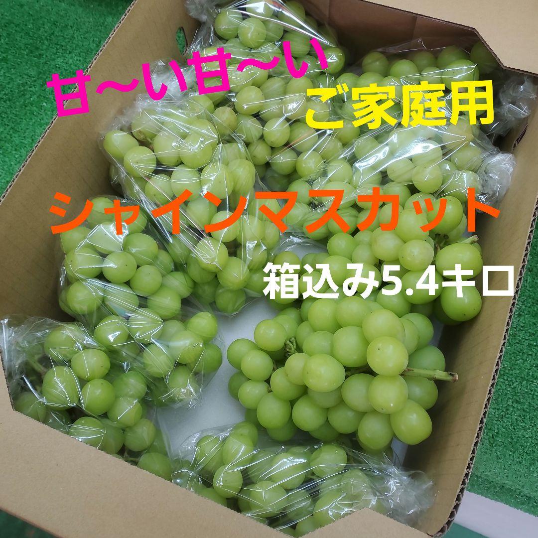 1⃣ 山梨県産 シャインマスカット １０房入り 箱込み5.4キロ