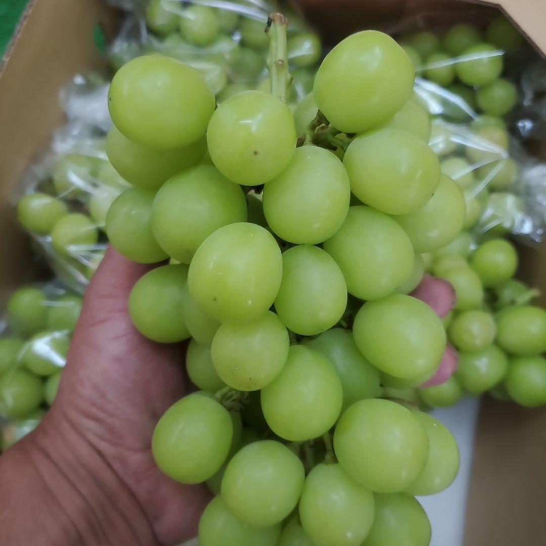 1⃣ 山梨県産 シャインマスカット １０房入り 箱込み5.4キロ