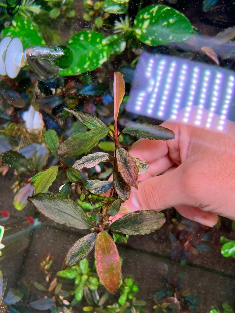 ブセファランドラｓｐ. ピンクバリエガータい斑入り 水中葉 3 株　3大