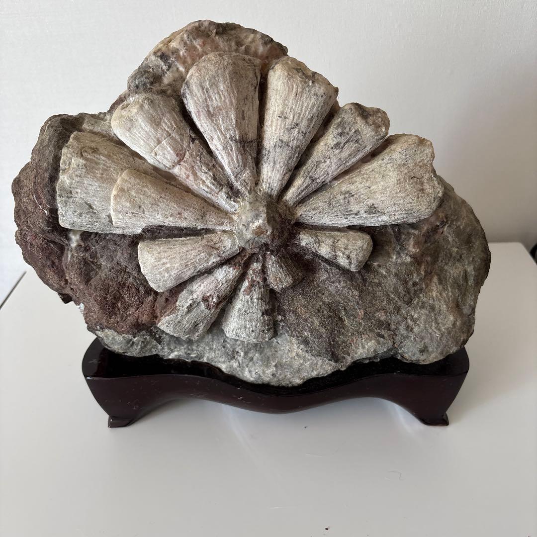 菊花石 天然石 飾石 模様石 縦約25横30cm 重量約10.8kg 台座付き