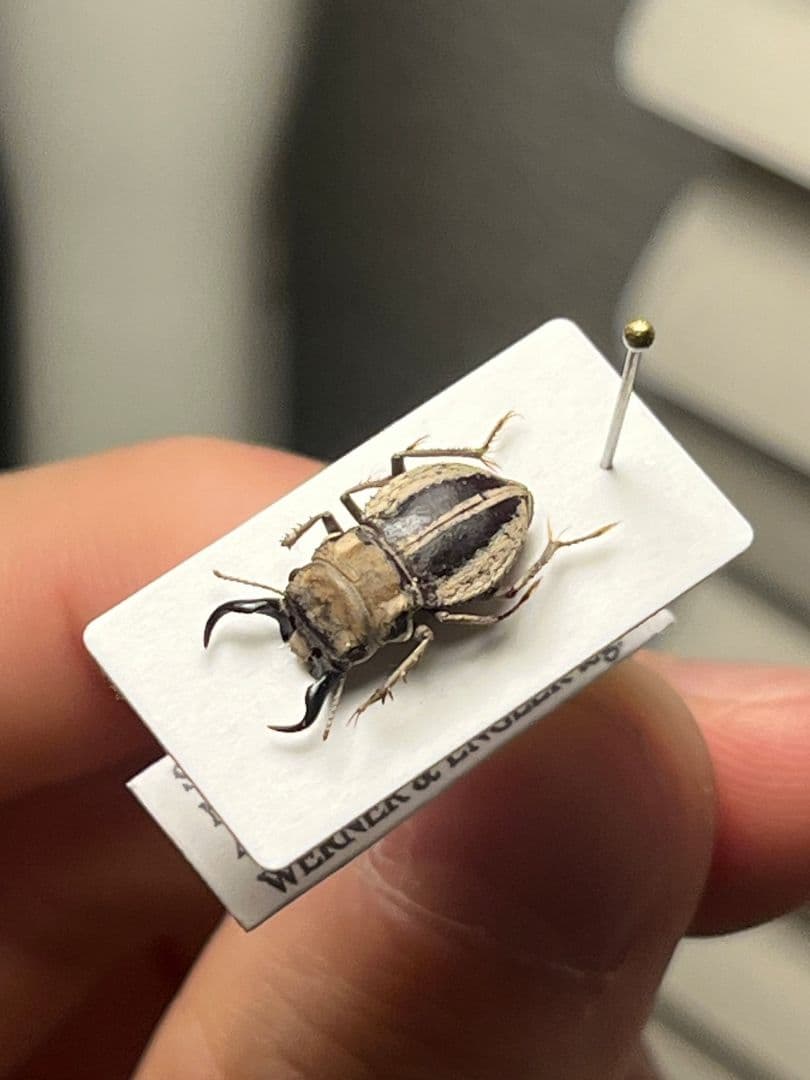 【14mm♂】クワガタモドキゴミムシダマシ Calognathus昆虫標本