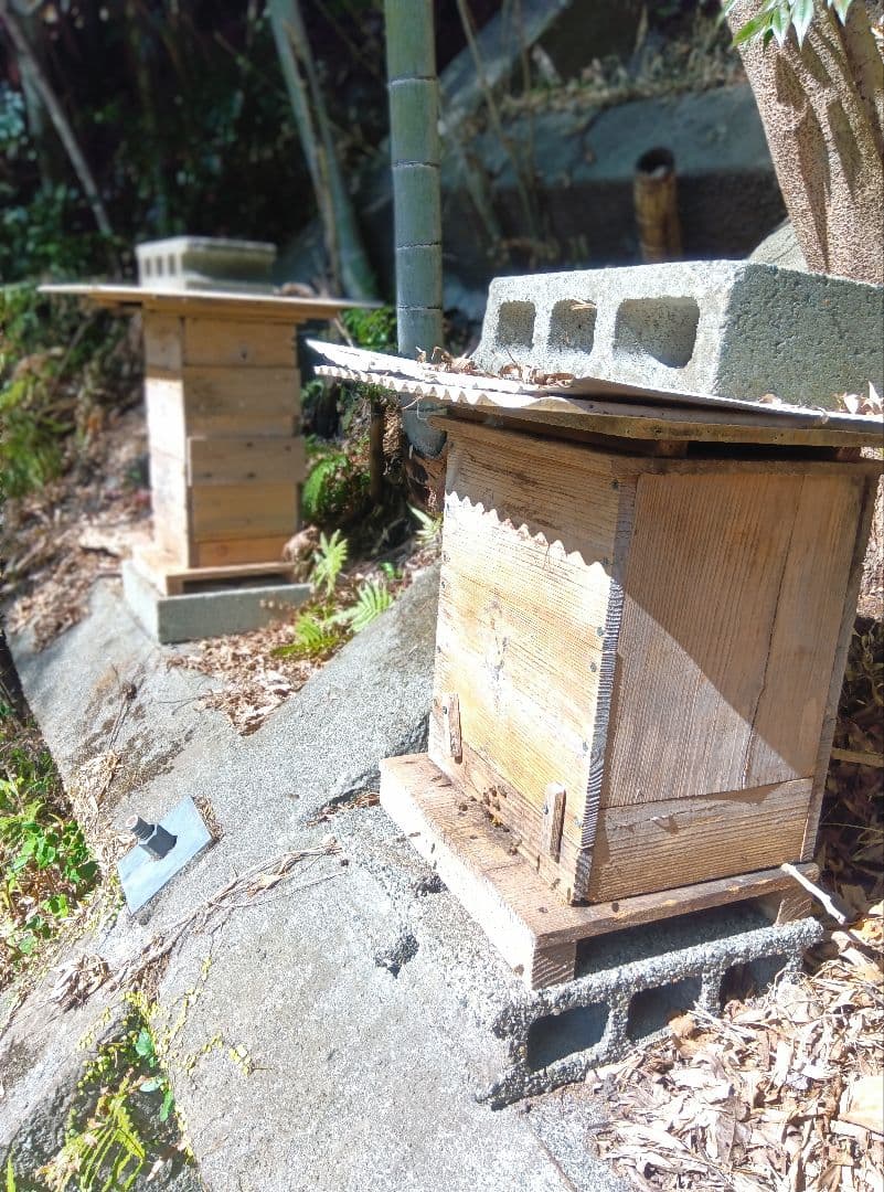 南国土佐の百花蜜　ニホンミツバチ蜂蜜　たれ蜜　純粋　無加工　1170g2本