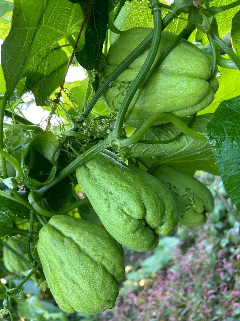 ハヤトウリ23k g