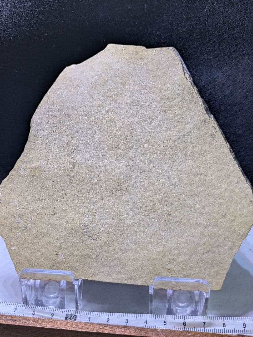 魚　化石　標本　群生標本　博物館