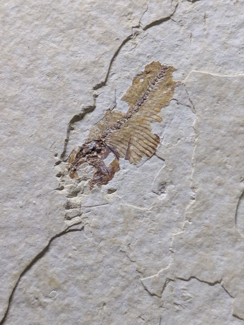 魚　化石　標本　群生標本　博物館