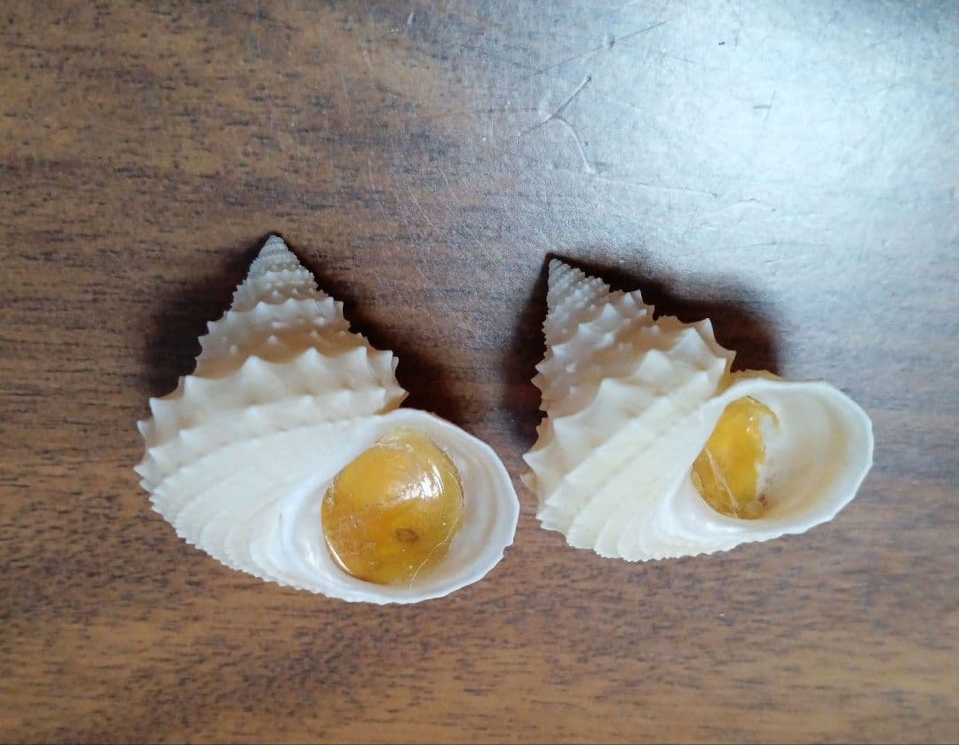 貝殻標本　イガギンエビス