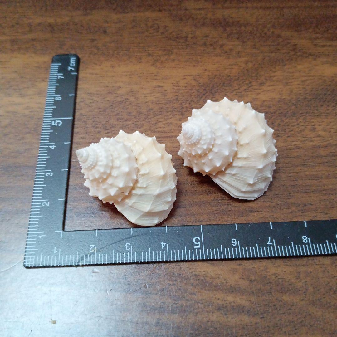 貝殻標本　イガギンエビス