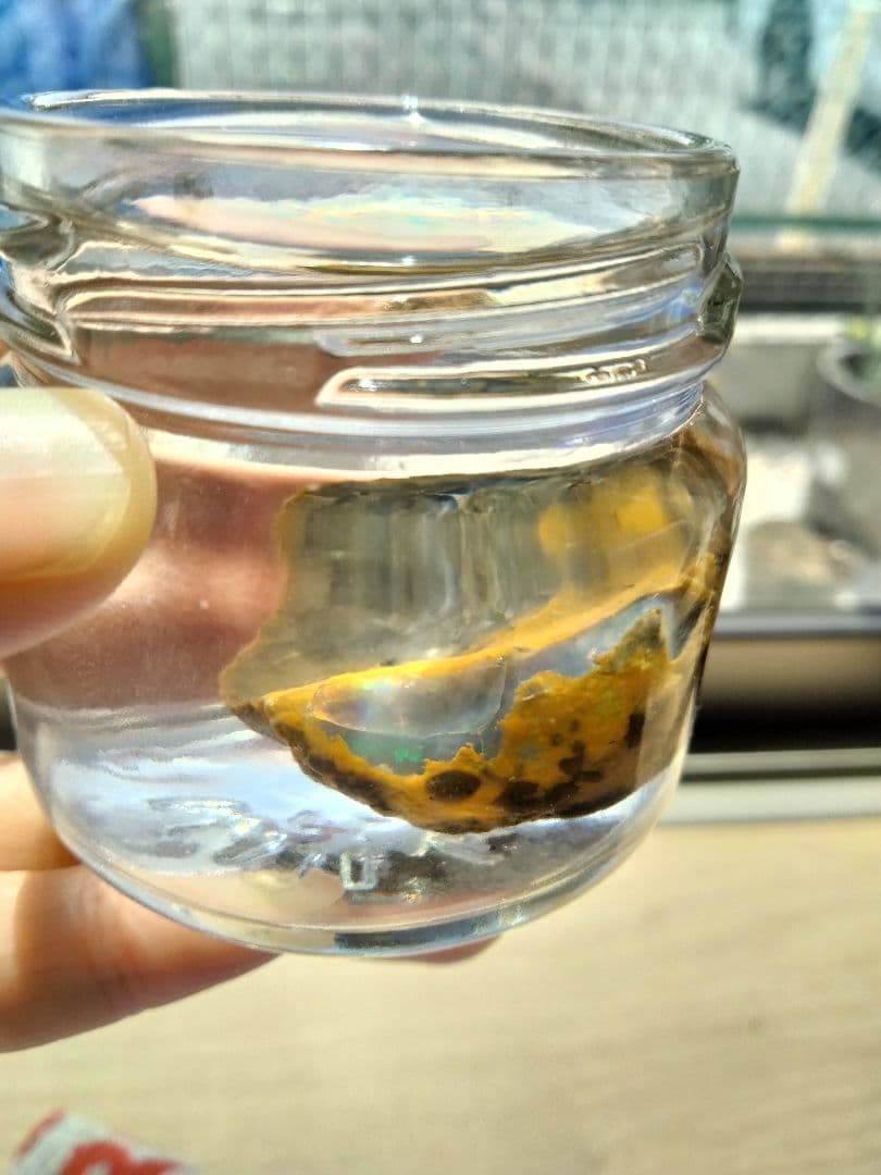 国産オパール　原石　国産　鉱物　国産鉱物　オパール　原石　美しいオパール123