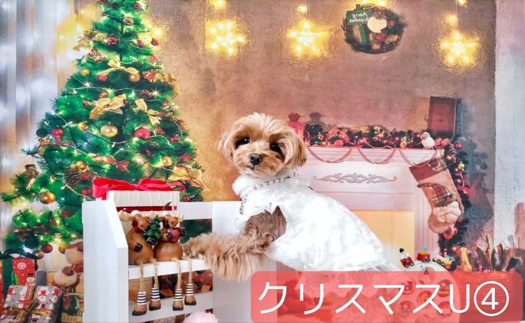 紅葉　背景布秋XD①　ペット撮影用　80×120cm　トリミングチョーカー販売中