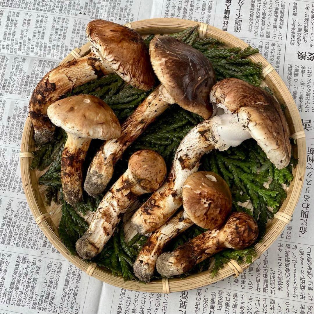 天然きのこ 松茸 国産 良品‼️ マツタケ まつたけ 大自然の凛さん採取その184