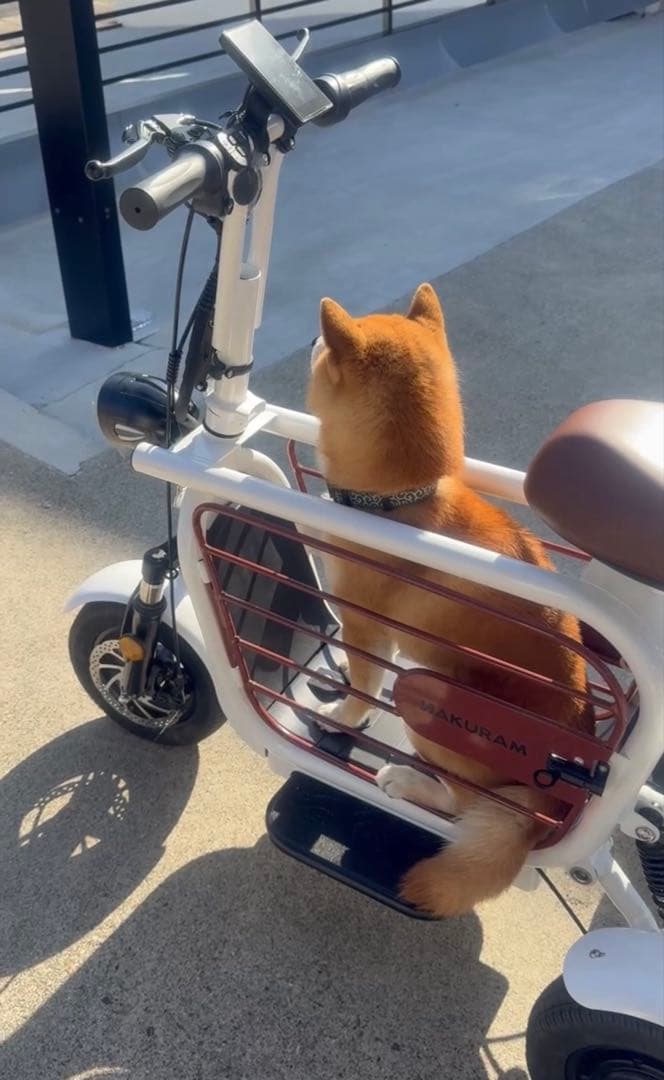 ナクラム　ペット用電動カート三輪電動アシスト自転車 ホワイト