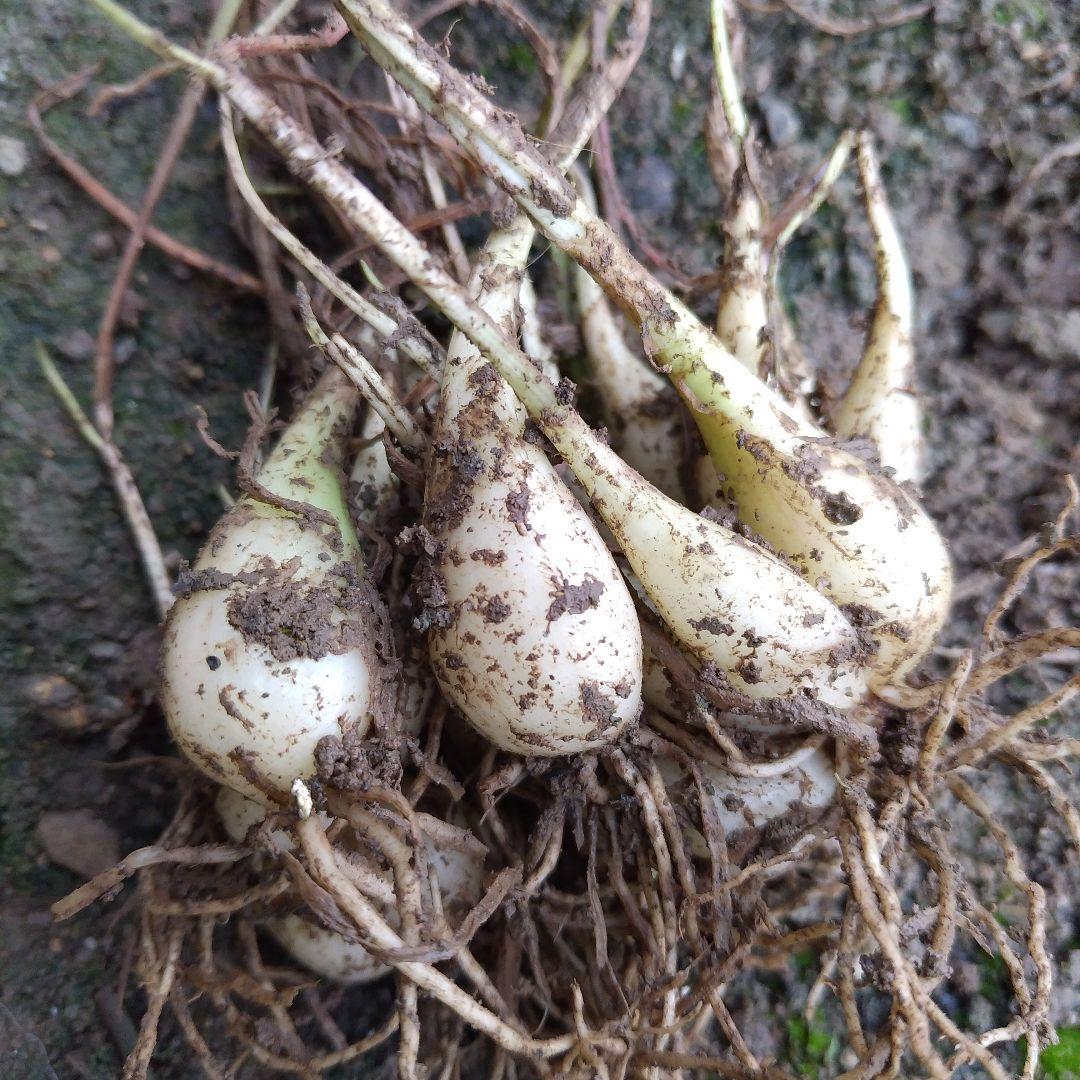 丹波産　農薬不使用　らっきょう甘酢漬　RK 300g×5袋