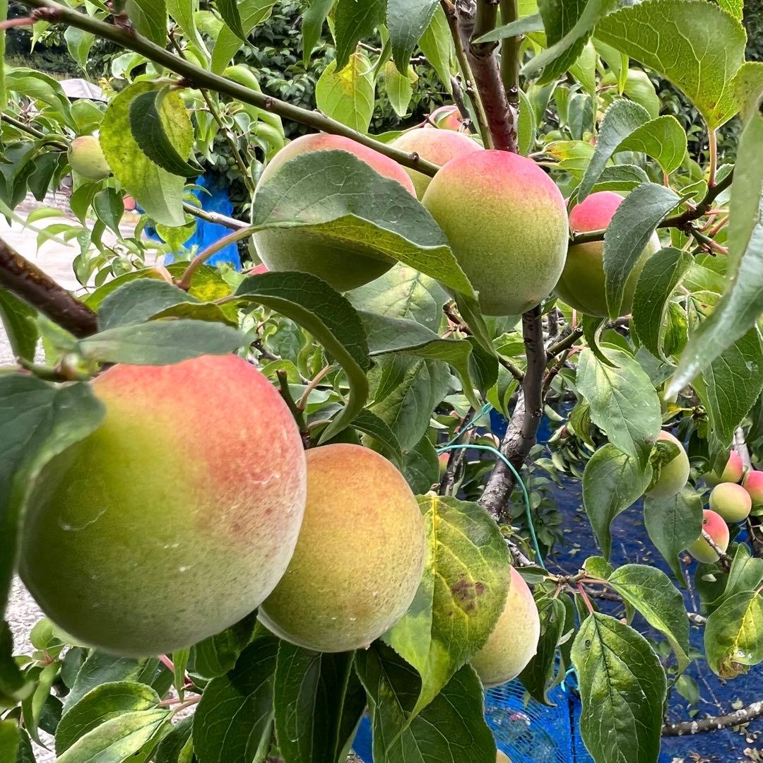 和歌山県みなべ町 南高梅 24時間以内収穫分4Lサイズ5キロ