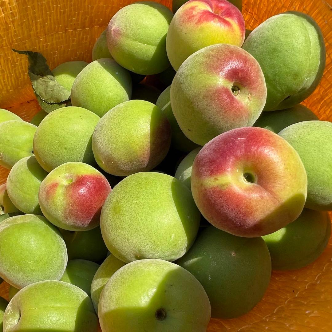 和歌山県みなべ町 南高梅 24時間以内収穫分4Lサイズ5キロ