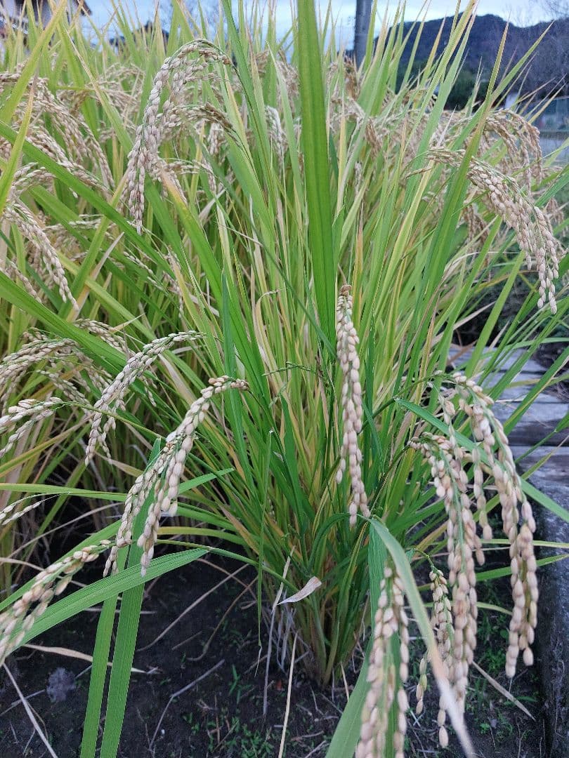 iPhone15ケースとハンドメイド品　です