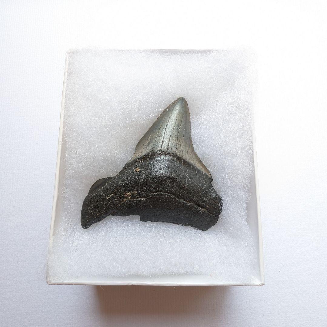 巨大サメ・メガロドンの歯化石