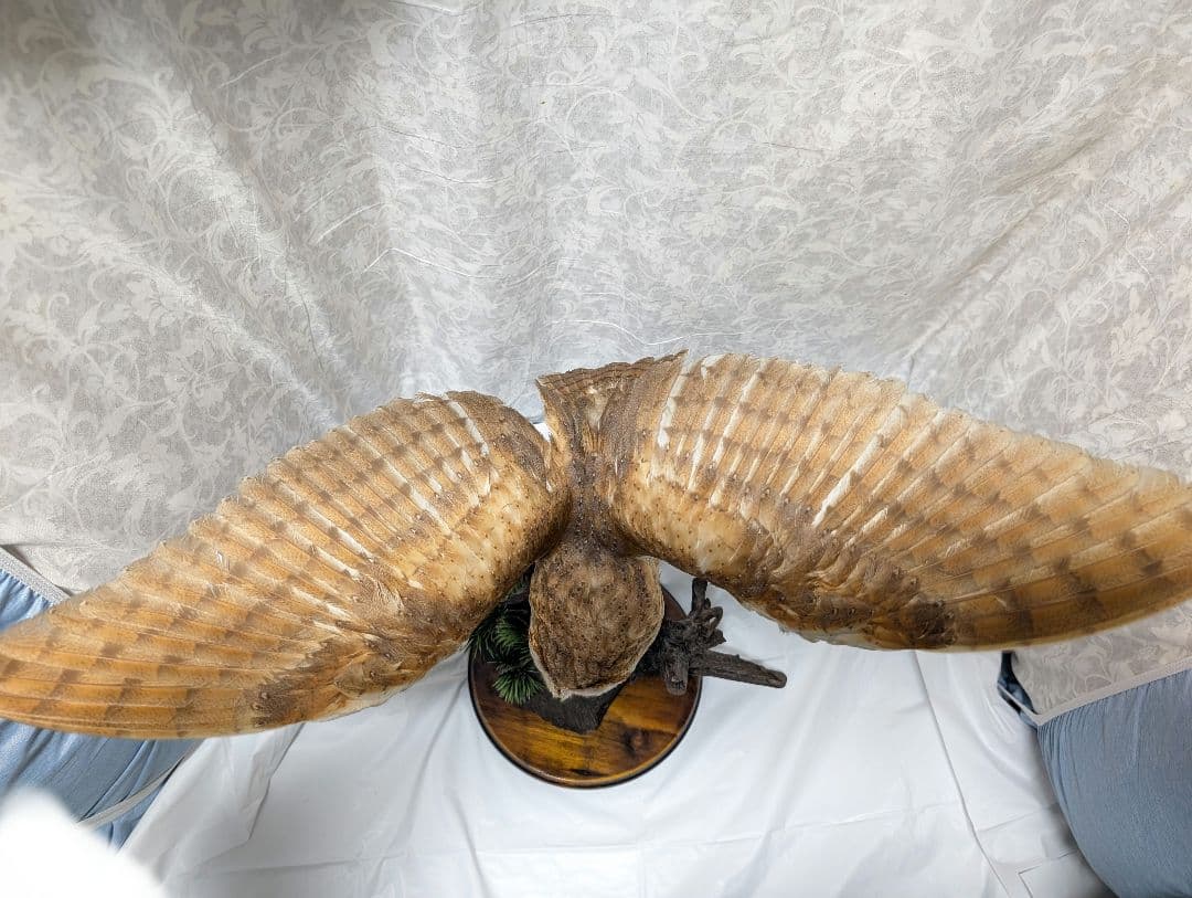 メンフクロウ 剥製