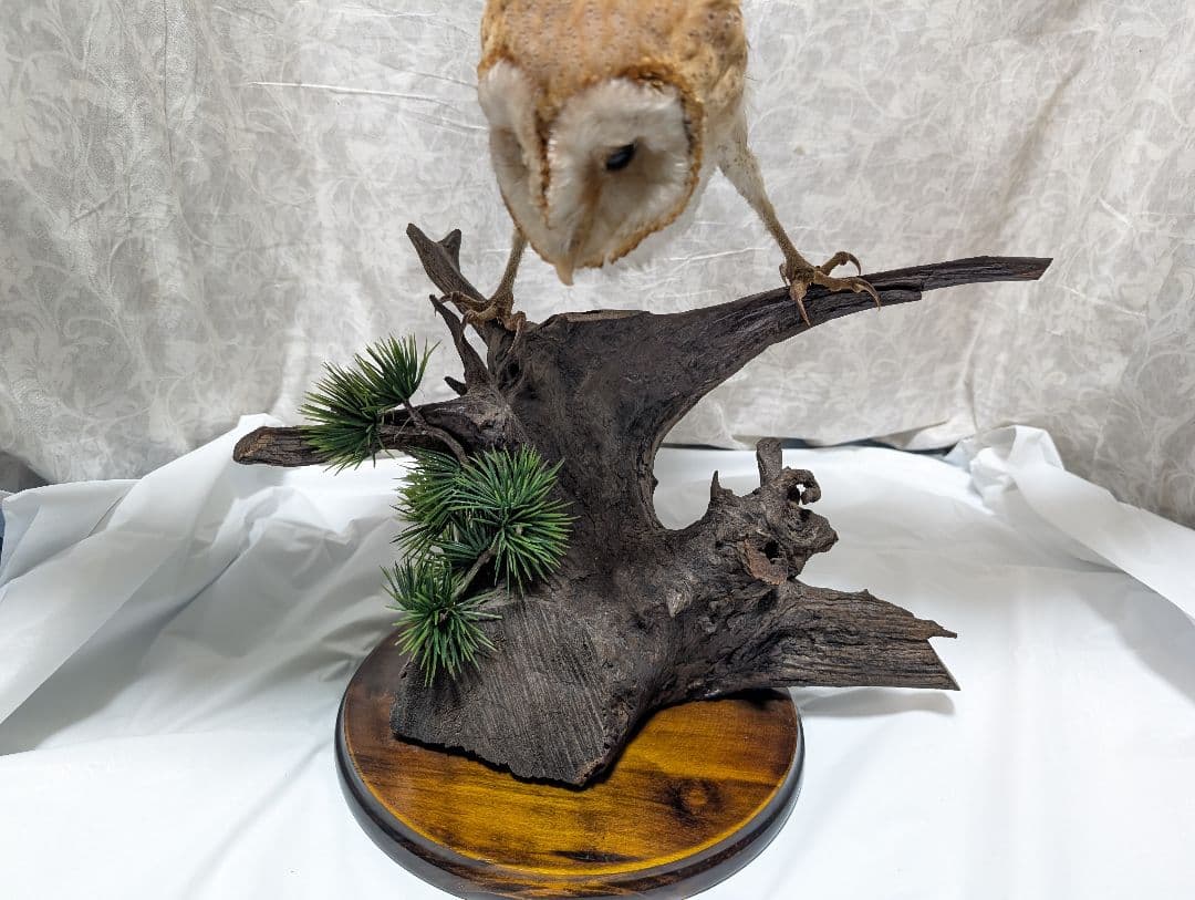 メンフクロウ 剥製