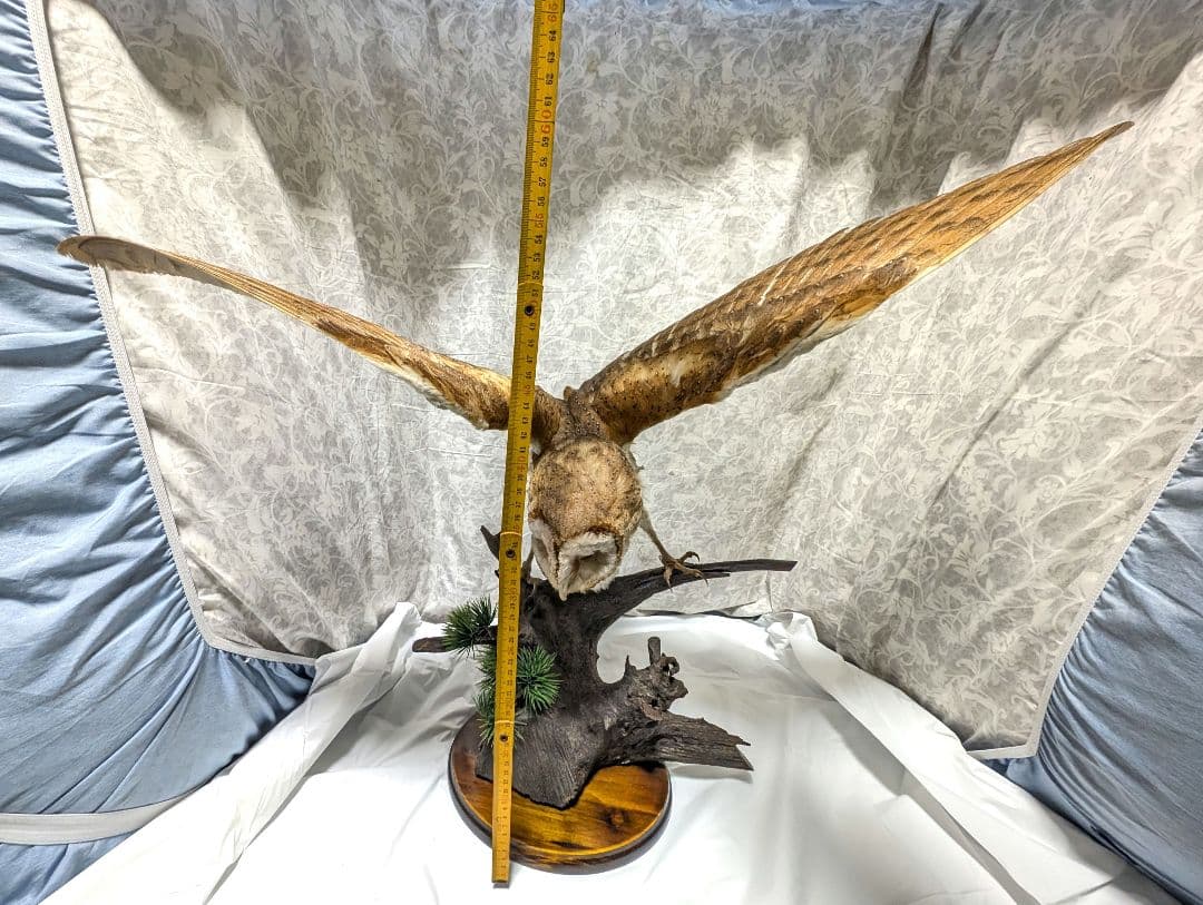 メンフクロウ 剥製