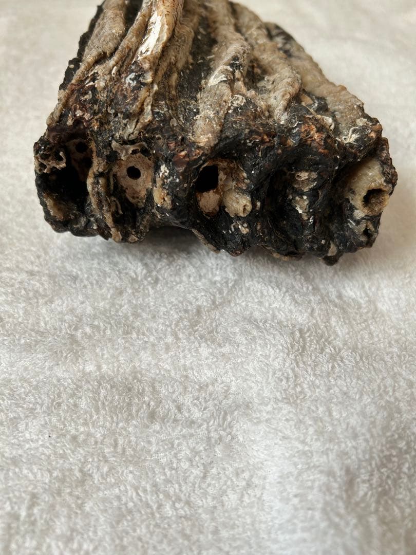 マンモス　ナウマンゾウ　化石　臼歯