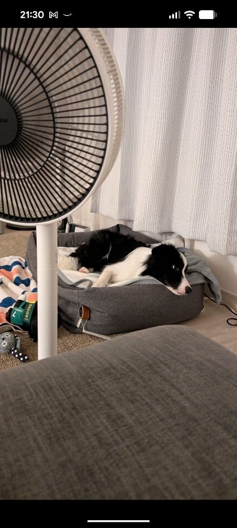 Cloud 7 ドイツメーカーの犬用ベッド