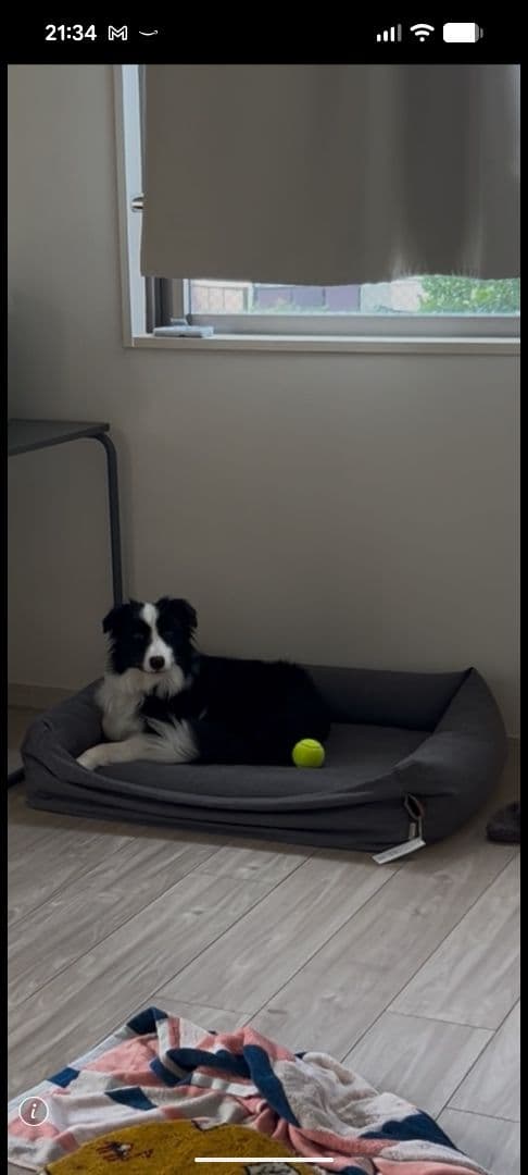 Cloud 7 ドイツメーカーの犬用ベッド