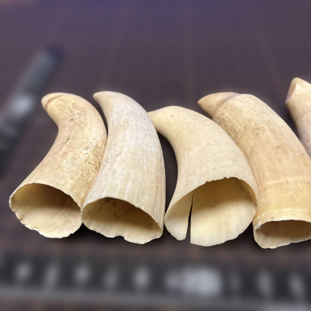 鯨歯　マッコウクジラ