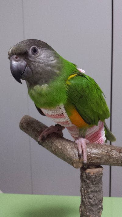 オーダーメイドの鳥さんのお洋服♪